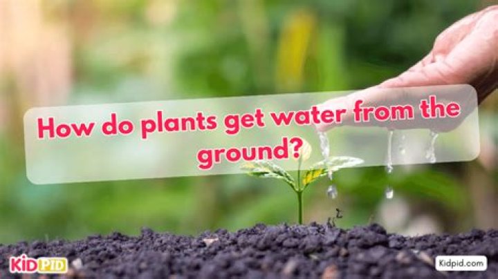 What does grass do to get water from the soil?
