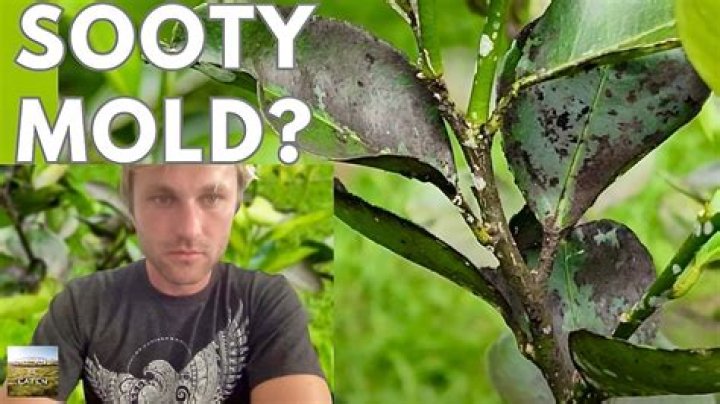 What does green mold on a tree mean?