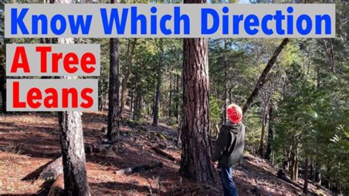 What does it mean if a tree is leaning?