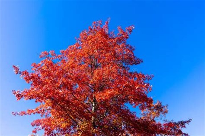 What does it mean when a pine tree turns red?