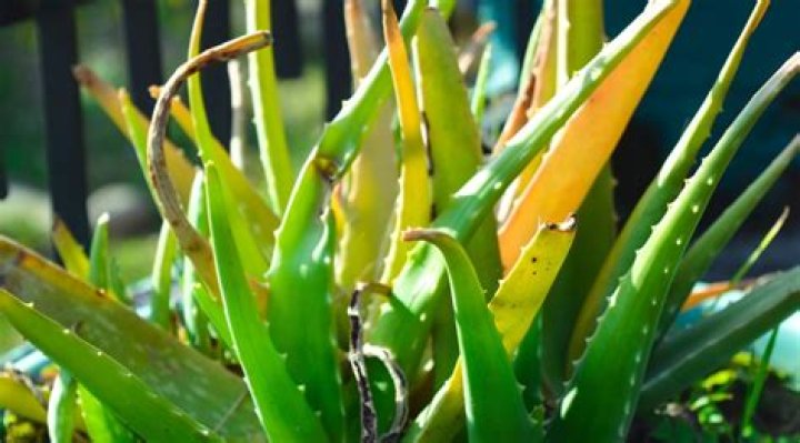 What does it mean when aloe plant turns brown?