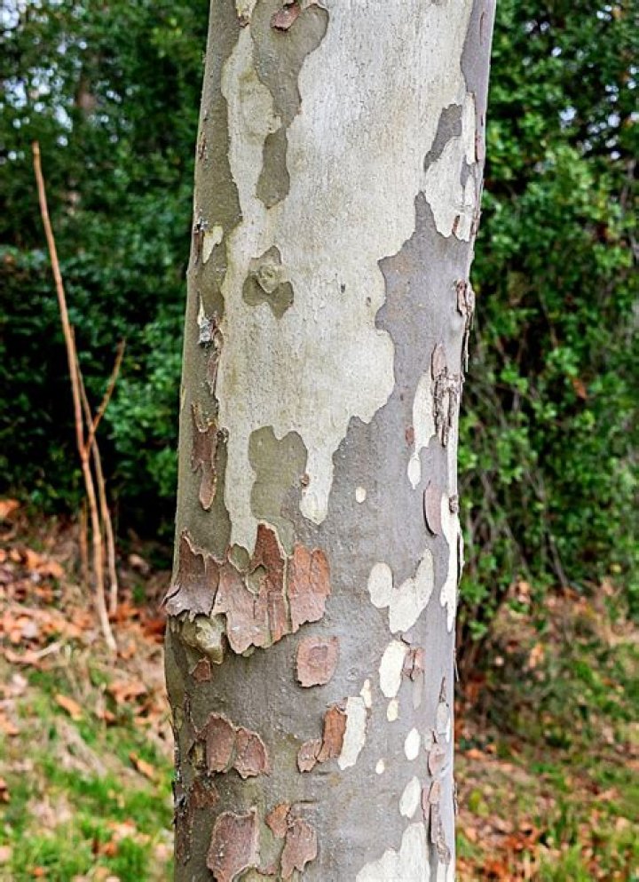 What does it mean when an oak tree loses its bark?