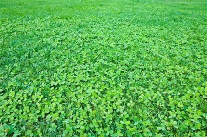 What does it mean when clover grows in your yard?