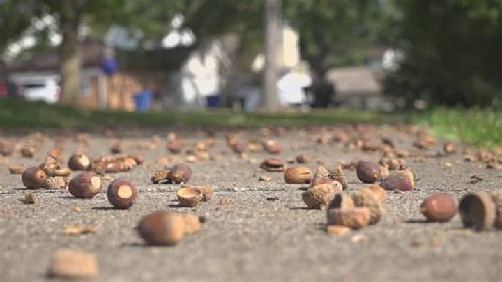 What does it mean when oak trees drop a lot of acorns?
