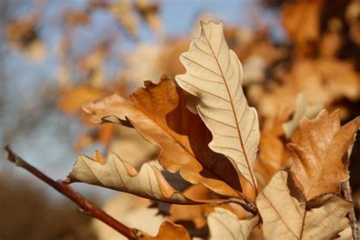 What does it mean when oak trees lose their leaves early?