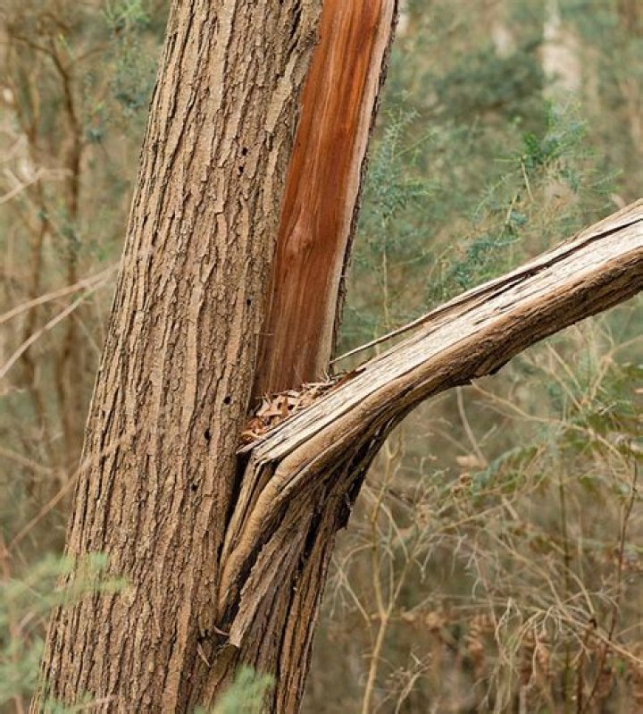 What does it mean when tree bark splits?