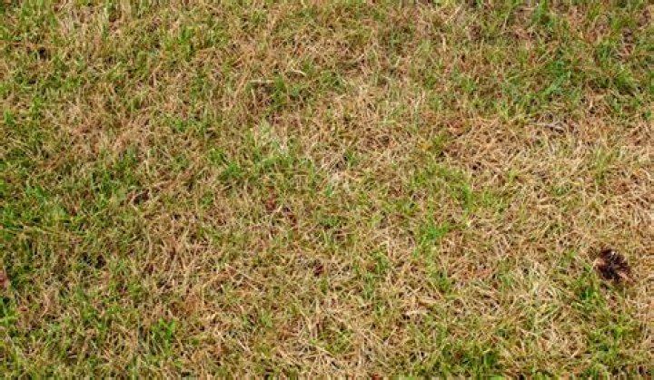 What does it mean when your grass is turning brown?