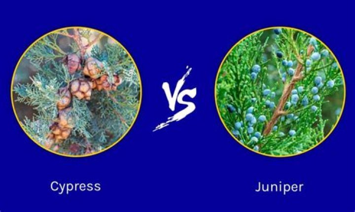 What does Juniper blight look like?