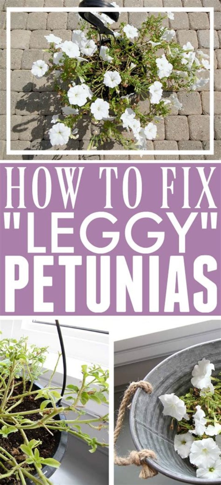 What does leggy petunias mean?