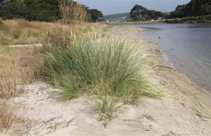 What does marram grass need?