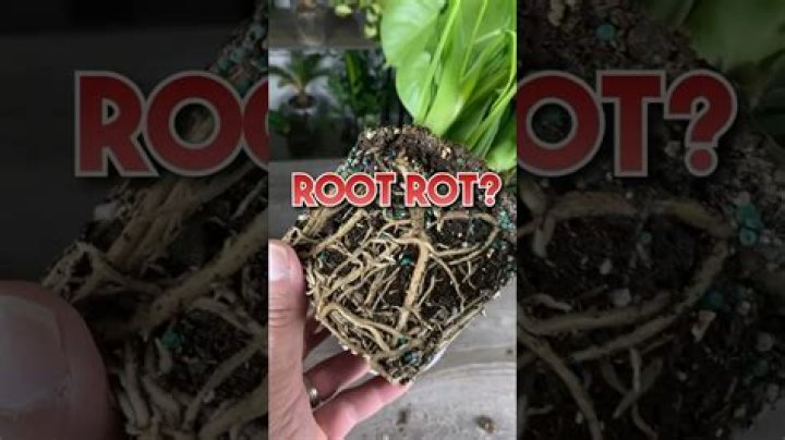 What does oak root rot look like?