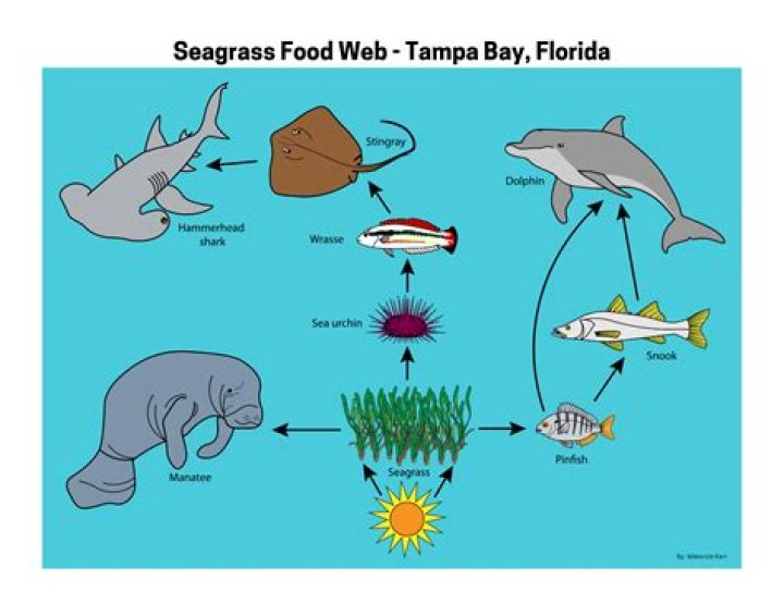 What does seagrass feed on?