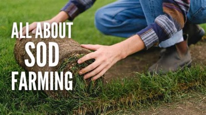 What does sod buster mean?