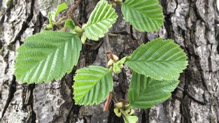 What does the bark of an alder tree look like?