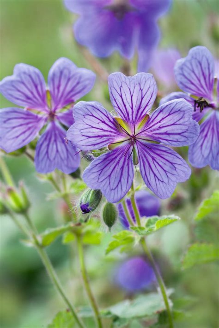 What does the color Geranium look like?