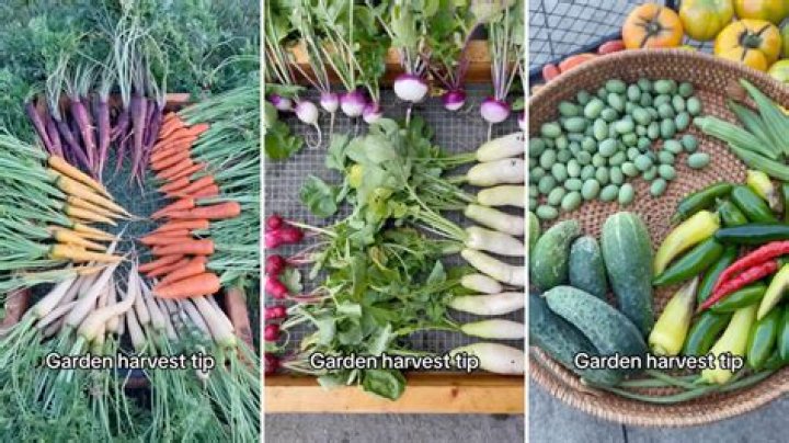 What does Tip Top Produce?