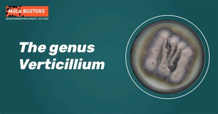 What does verticillium look like?
