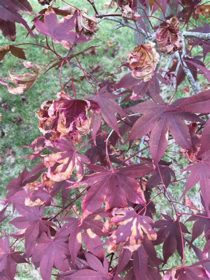 What does verticillium wilt look like on Japanese maple?