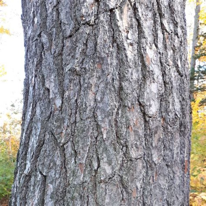 What does white pine bark look like?