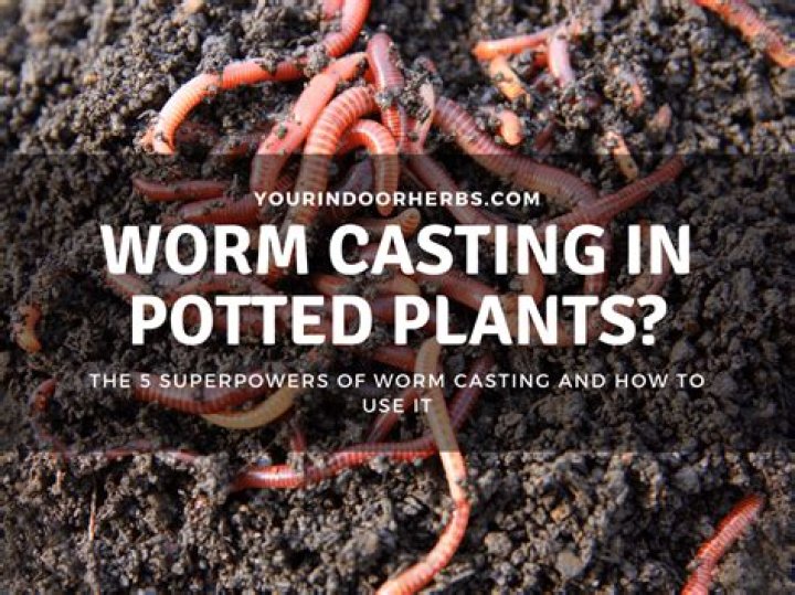 What does worm castings do for plants?