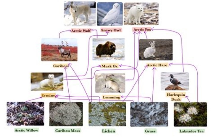 What eats arctic moss?