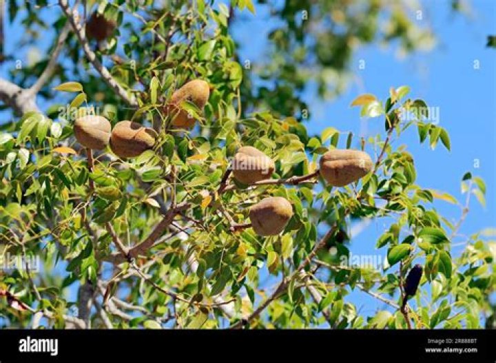 What eats the mahogany tree?