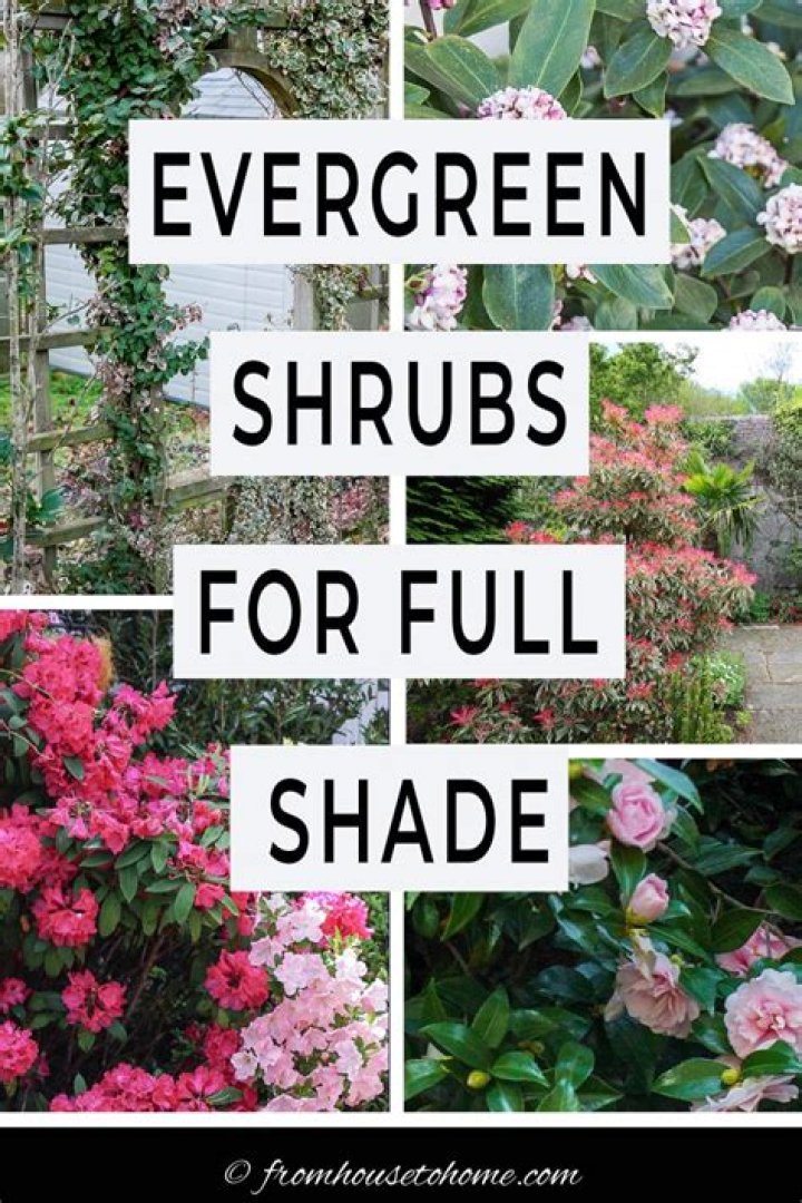 What evergreen shrubs do well in clay soil?