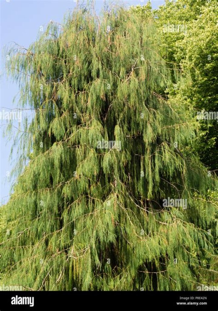 What evergreen tree has drooping branches?