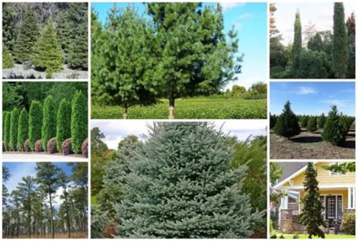 What evergreens are native to Illinois?