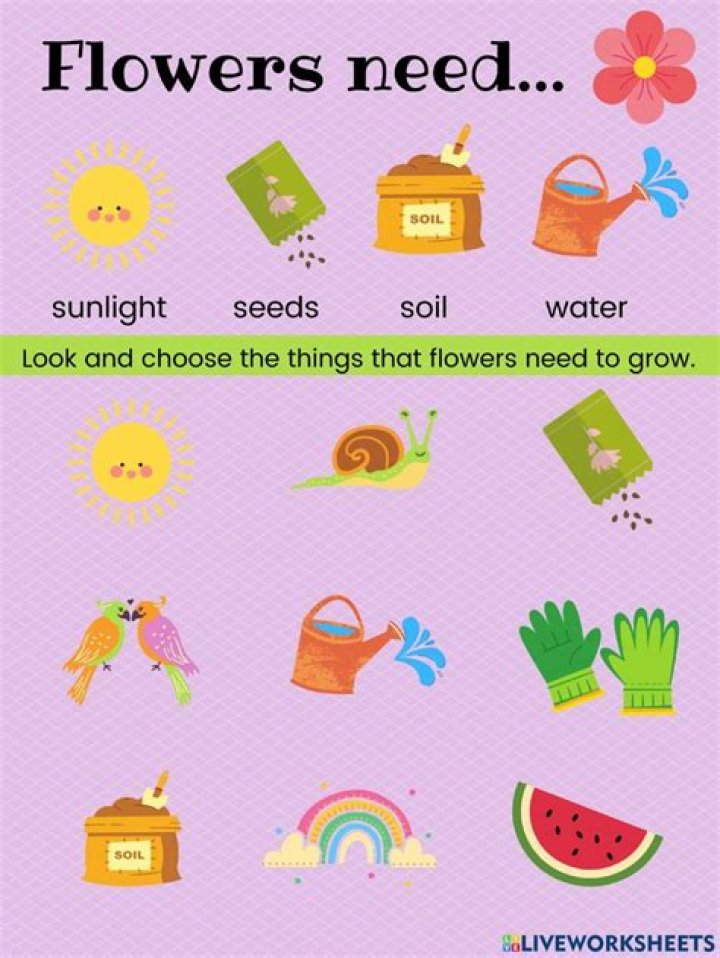 What flowers need no care?