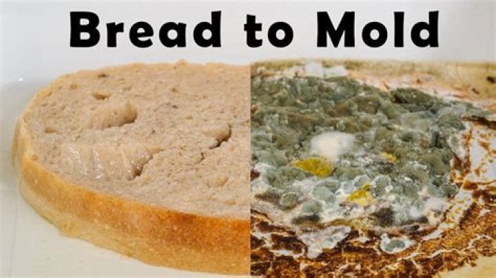 What food does mold grow on the fastest?