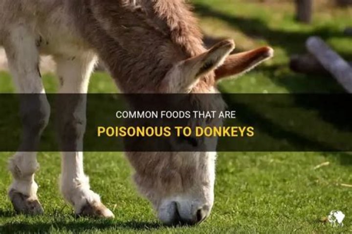 What foods are poisonous to donkeys?