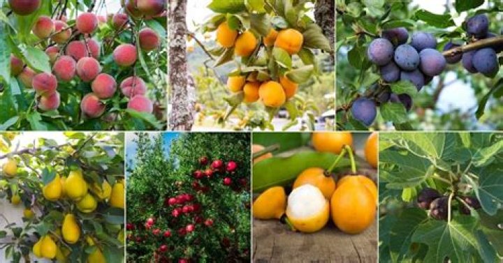 What fruit trees can I plant in September?