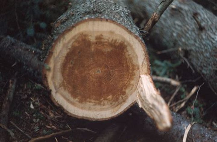 What fungus attacks oak trees?
