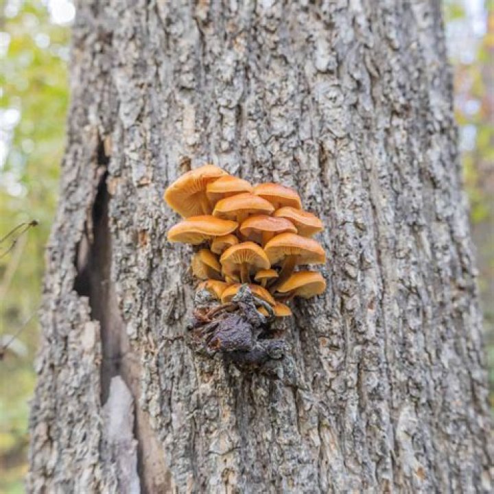 What fungus grows on oak trees?