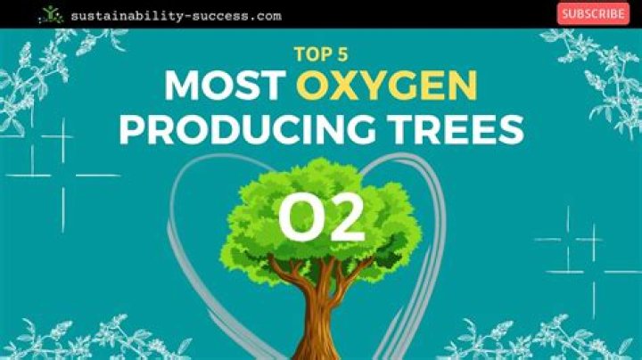 What gives off more oxygen trees or grass?