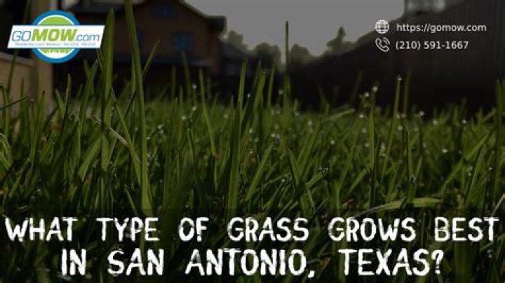 What grass grows best in Alamogordo NM?