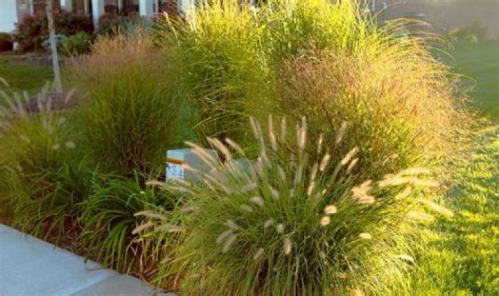 What grasses grow the tallest?