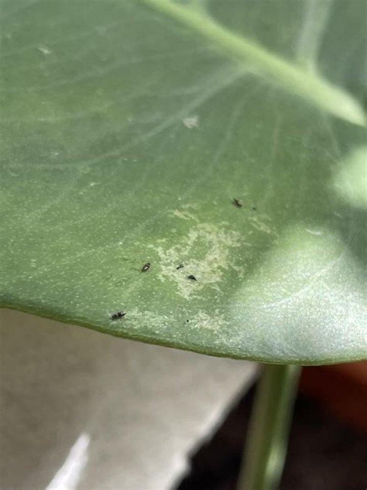 What grows on the underside of leaves?