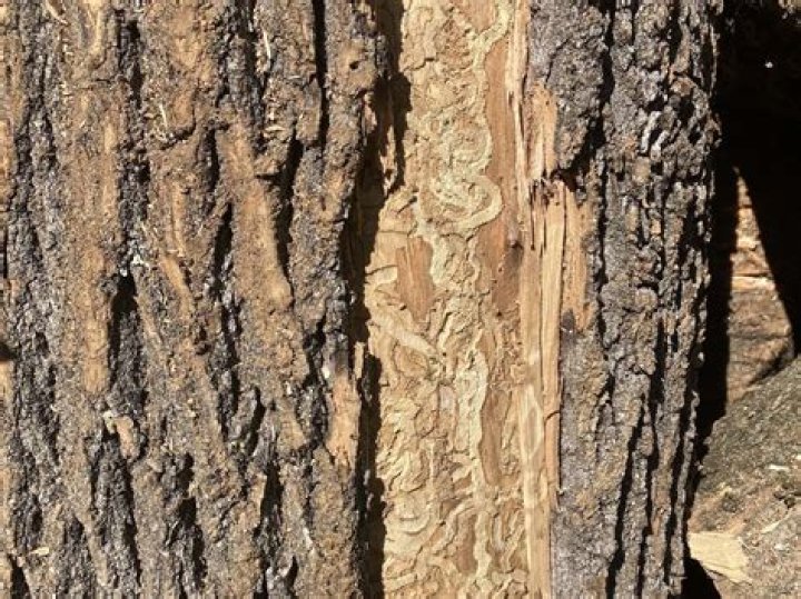 What happened to my ash tree?