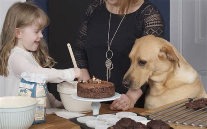 What happens if a dog eats a little bit of ice cream?