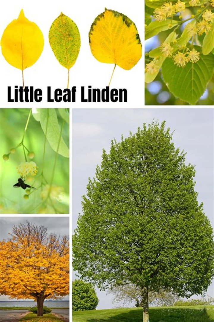 What happens if a linden tree is left untreated?