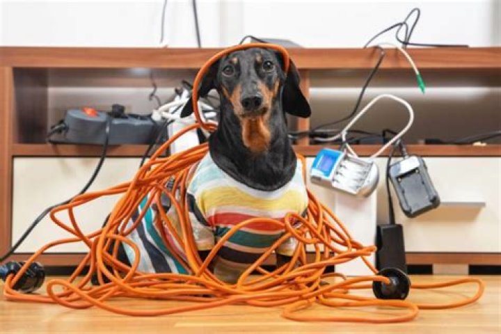 What happens if a puppy chews on an electrical cord?