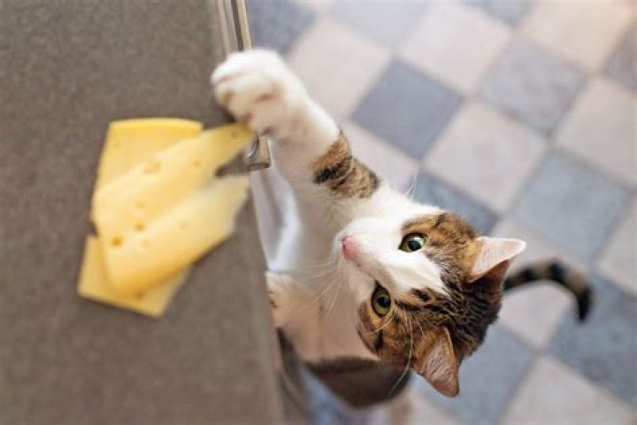 What happens if cats eat cheese?
