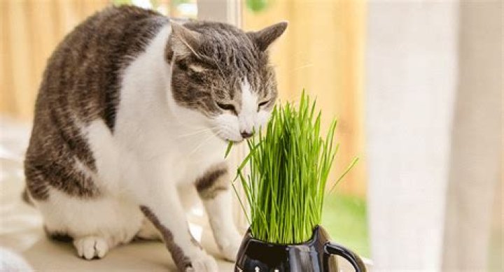 What happens if I eat grass?
