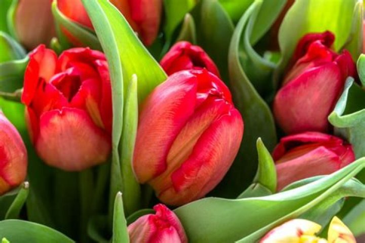 What happens if I plant my tulips too deep?