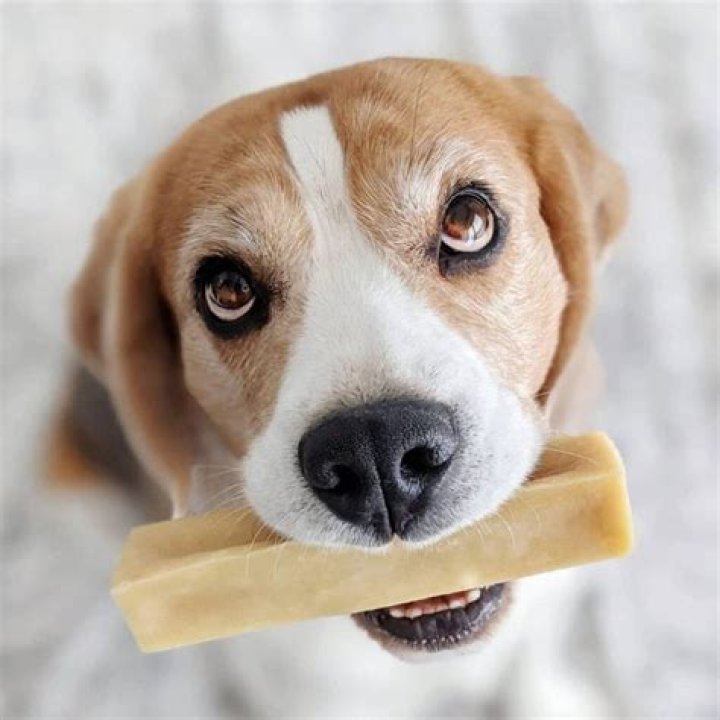 What happens if my dog eats Parmesan cheese?