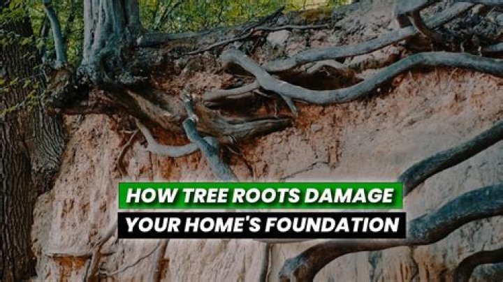 What happens if you damage tree roots?