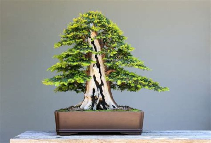 What happens if you eat Taxus baccata?