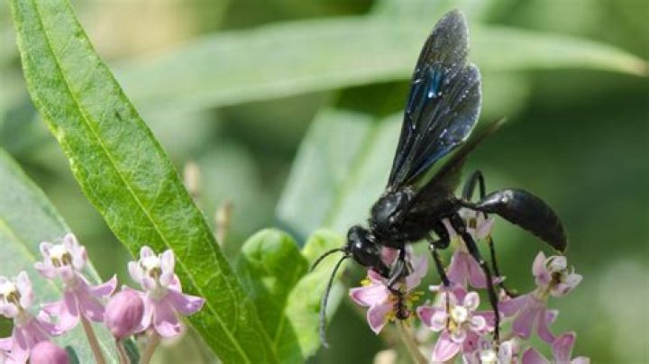 What happens if you get stung by a great black wasp?